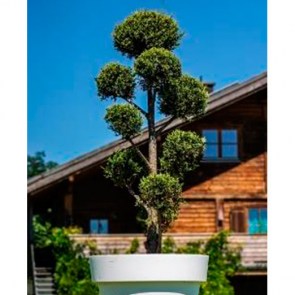 Juniperus-Pon-Pon-im-Gartentopf.jpg